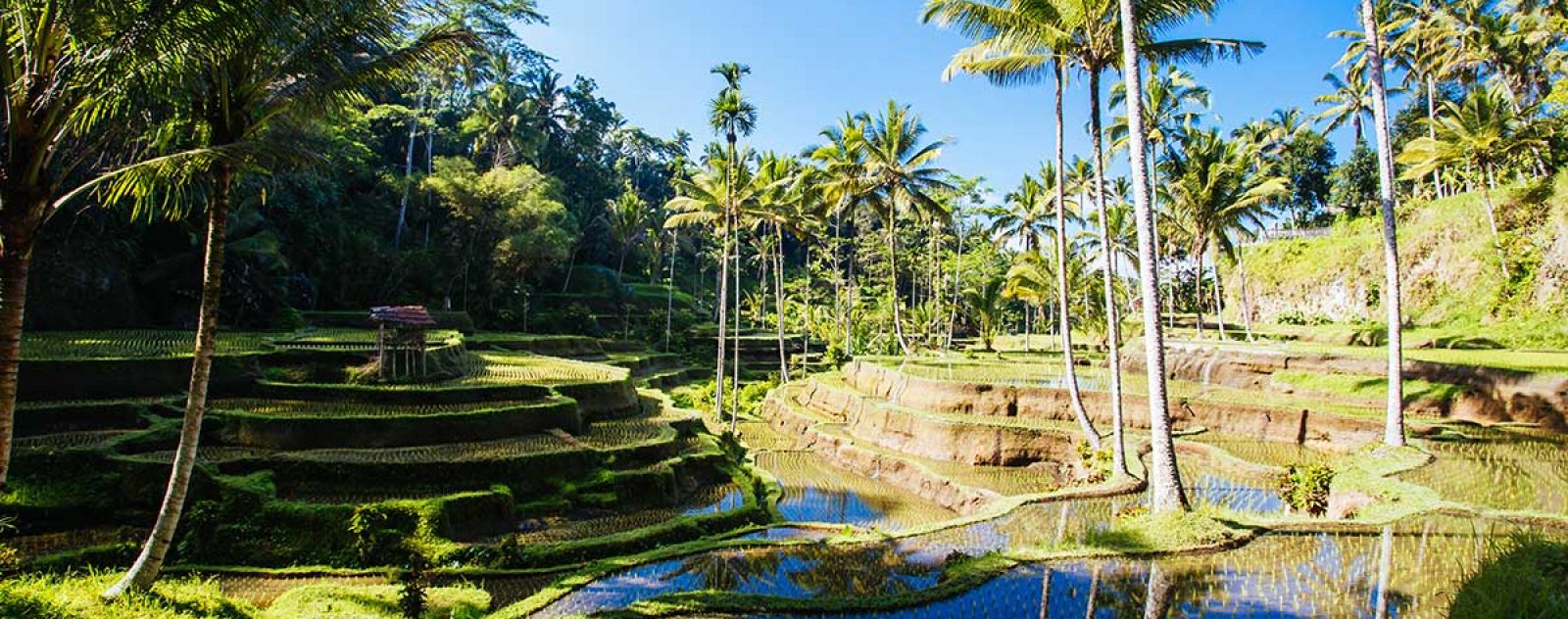 rice-fields-near-ubud-bali-indonesia-small.jpg